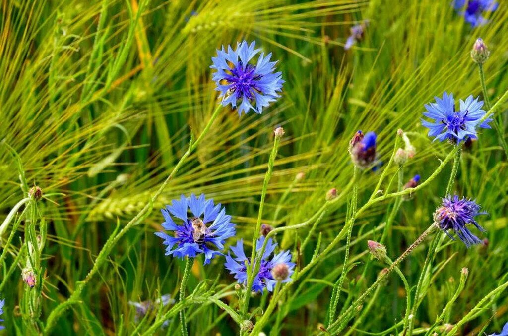 василек горный многолетний. семейство астровые василек. медонос василек шероховатый. василек альпийский. василек класс.