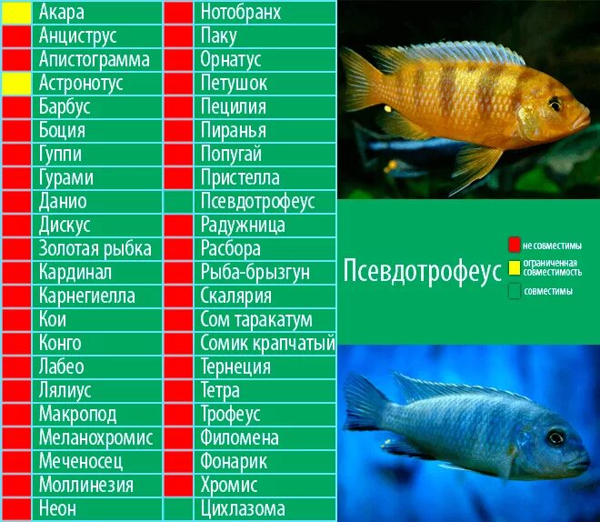 В рыбе содержится белок. Содержание белков в рыбе таблица. Рыба содержание. Сколько в рыбе витаминов в 100 граммов содержится в. Рыба анабас сообщение.