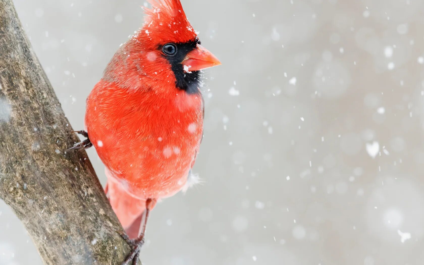 Красные зимние птицы. Снегирь Кардинал. Снегирь и красный Кардинал. Виргинский красный Кардинал. Красный Северный Кардинал.