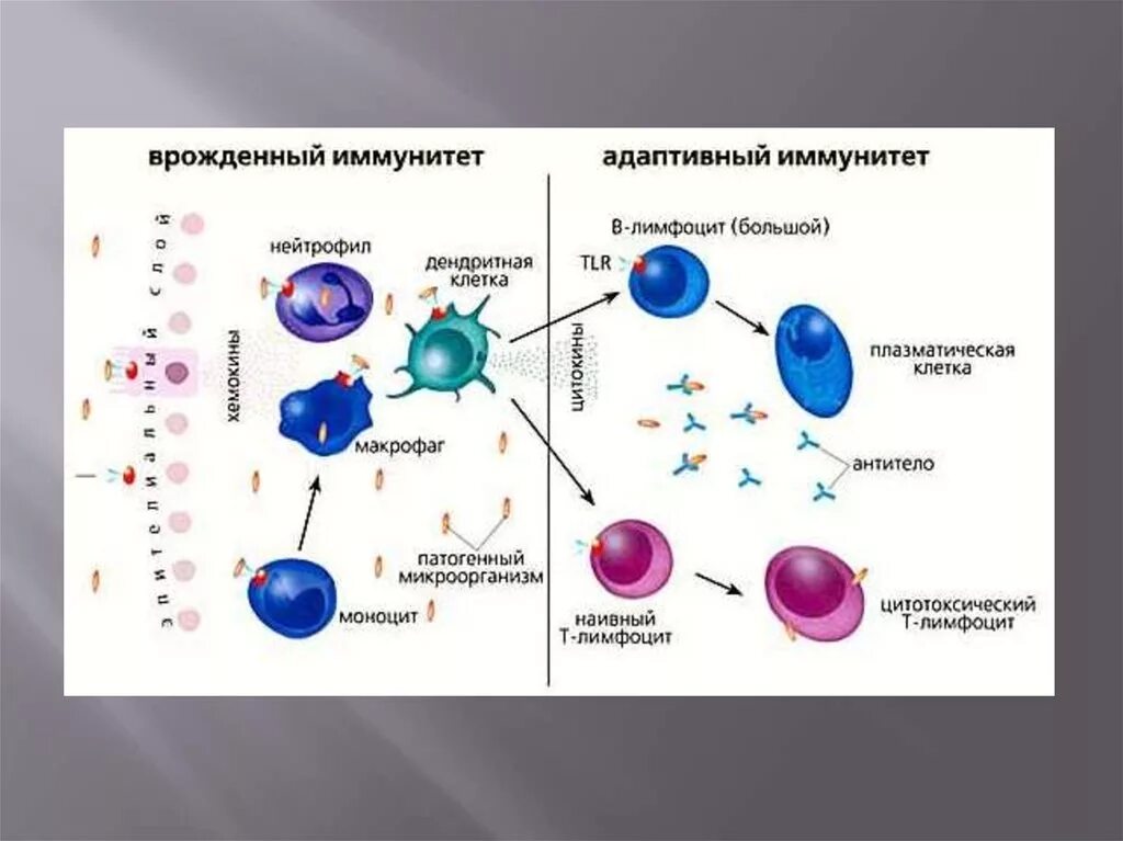 Механизмы адаптивного иммунитета иммунология. Механизм клеточного иммунного ответа иммунология. Врожденный иммунитет схема. Адаптивный иммунитет схема. Взаимодействие иммунных клеток