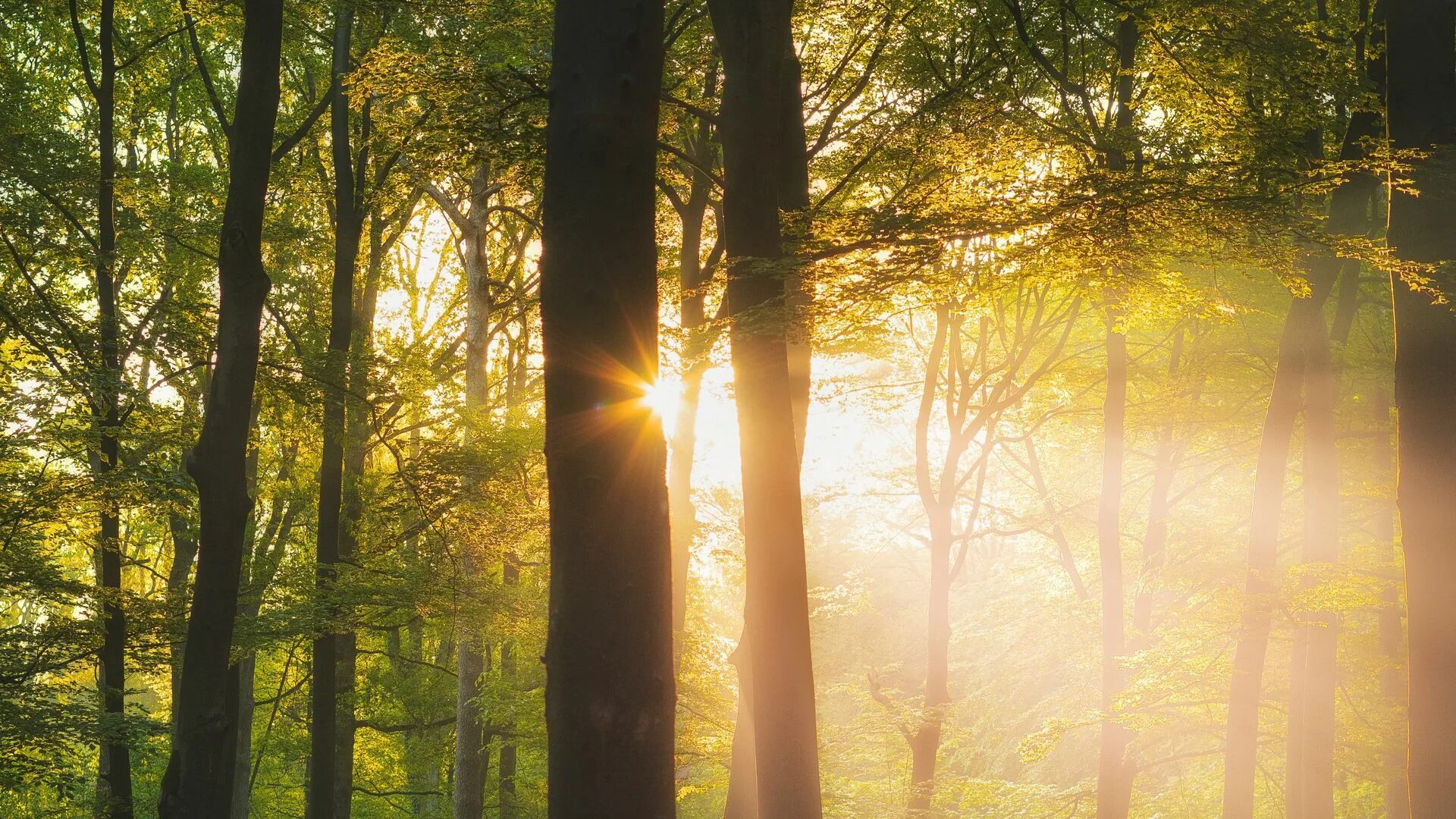 Дерево в лучах солнца. Солнечный лес. "Солнце в лесу". Утро в лесу. Лес солнце и звезды