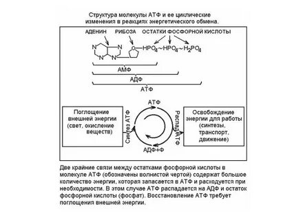 В каком процессе происходит синтез атф