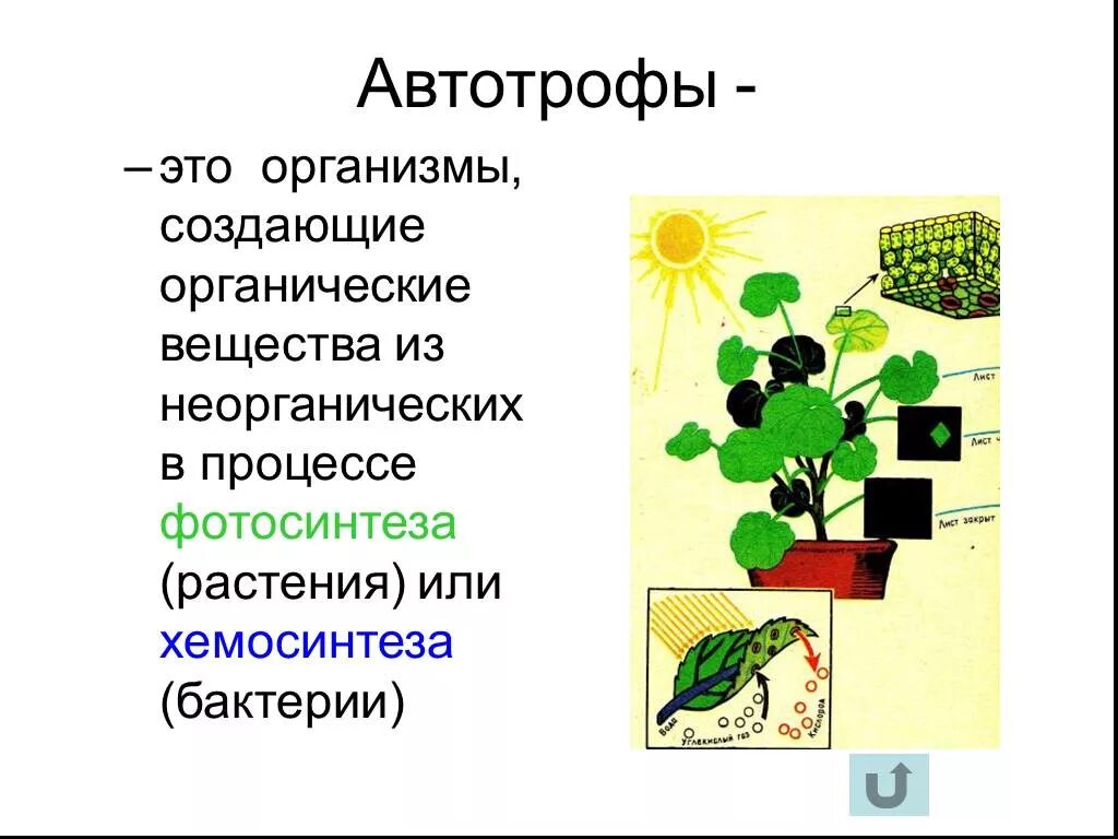 Автотрофы это в биологии 5 класс. Автотрофы это в биологии 6 класс. Автотрофные организмы. Автотрофы это кратко. Автотрофы что это