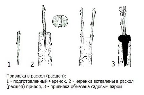 На него прививают черенок 6. Прививка яблони весной в расщеп. Прививка дерева в расщеп. Прививка розы в расщеп на шиповник. Прививка в расщеп плодовых деревьев весной.