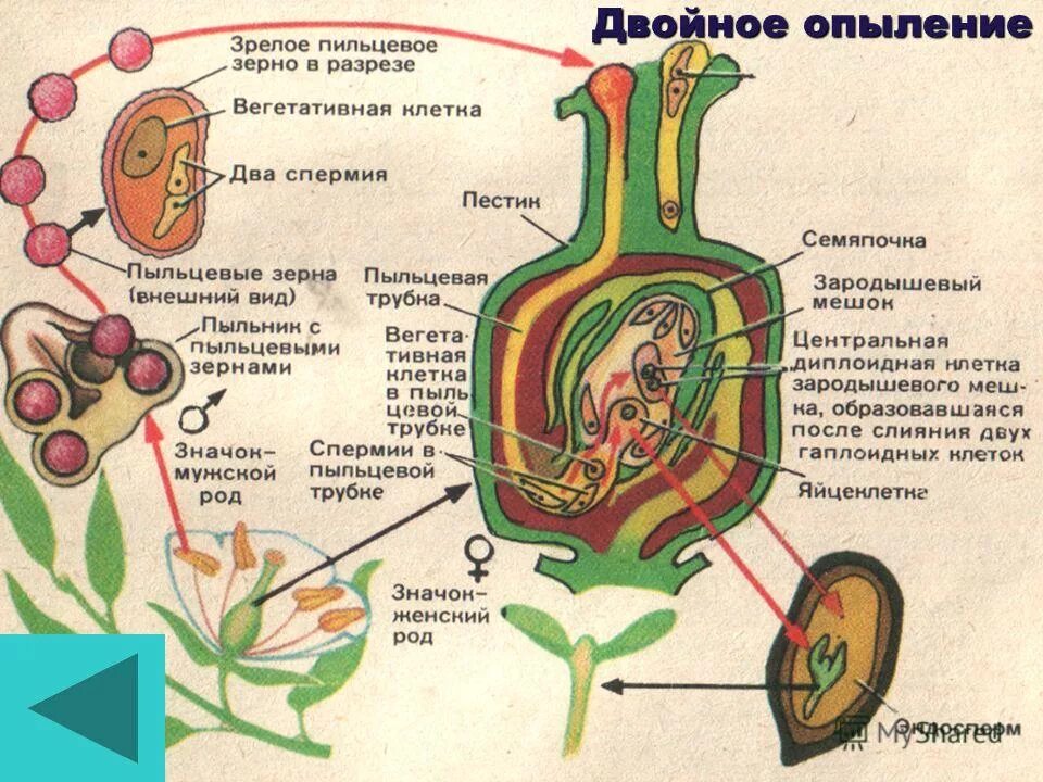 Вегетативная клетка пыльцы гороха