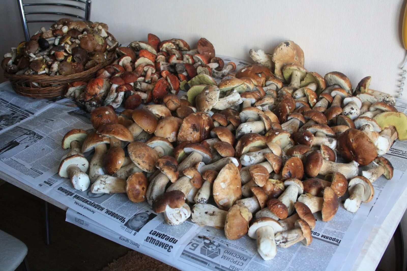 суши белый гриб. белые грибы много. сухие белые грибы. суши белый гриб. сушеные грибы в сушилке.