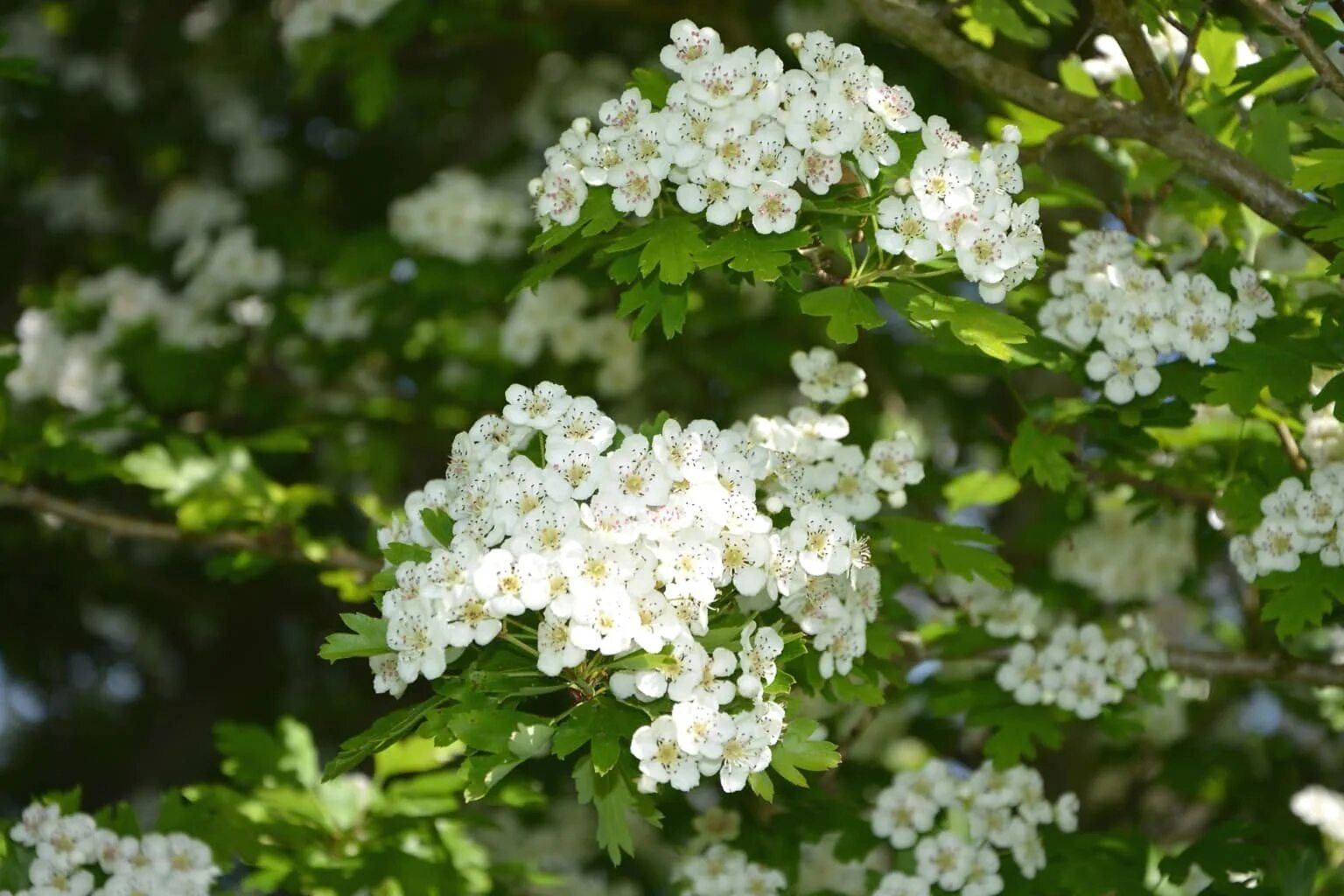 Какое дерево цветет белым цветом. Боярышник однопестичный цветение. Боярышник белый куст.