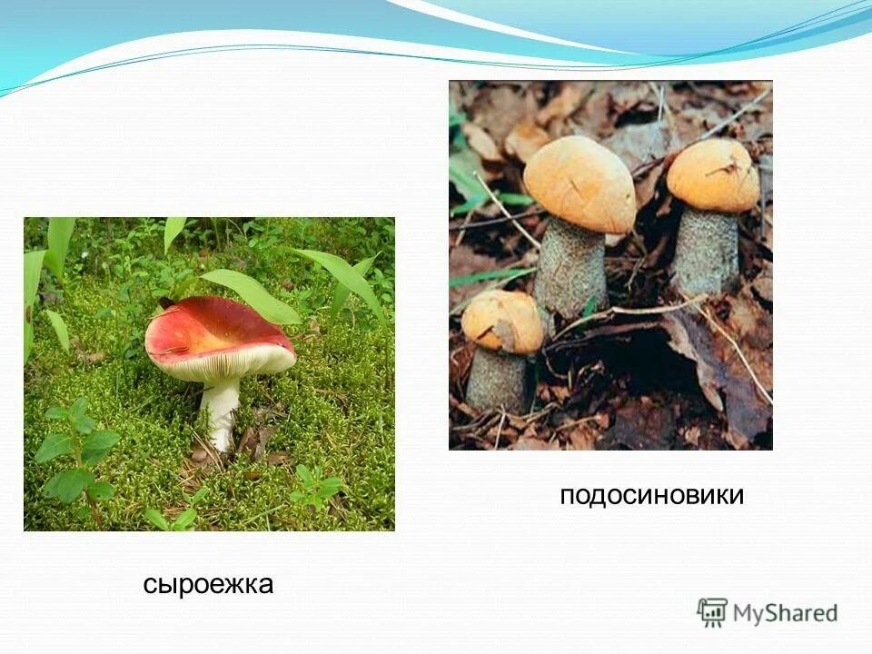 подосиновик и подберезовик. маслёнок, подосиновик, боровик, лисичка:. маслёнок подосиновик боровик. сыроежка лесная. маслята и сыроежки.