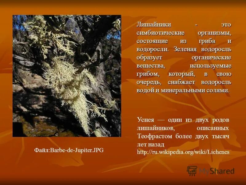 лишайники симбиотические организмы