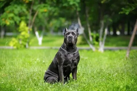 Бойцовские собаки корсо