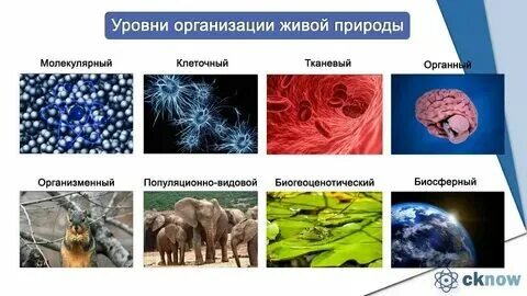 Биологические объекты разной