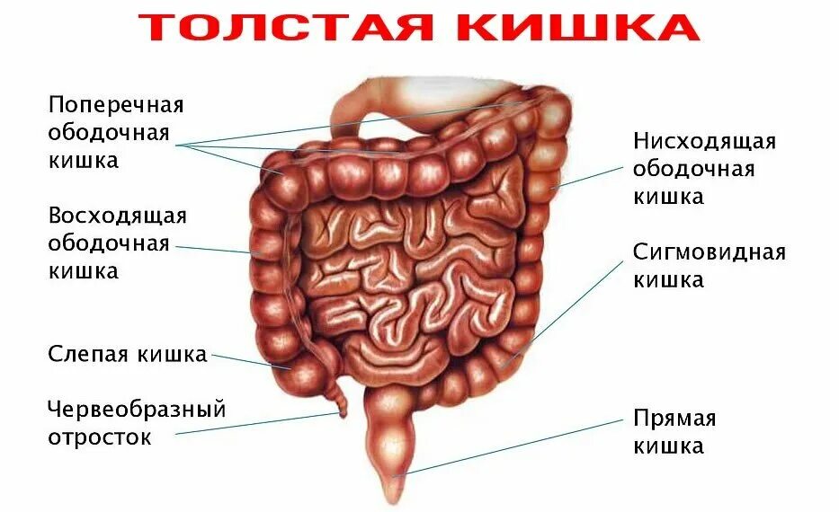 Строение кишечника картинки. Строение Толстого кишечника человека. Отделы толстой кишки анатомия человека. Отделы толстой кишечника человека. Строение Толстого отдела кишечника человека.