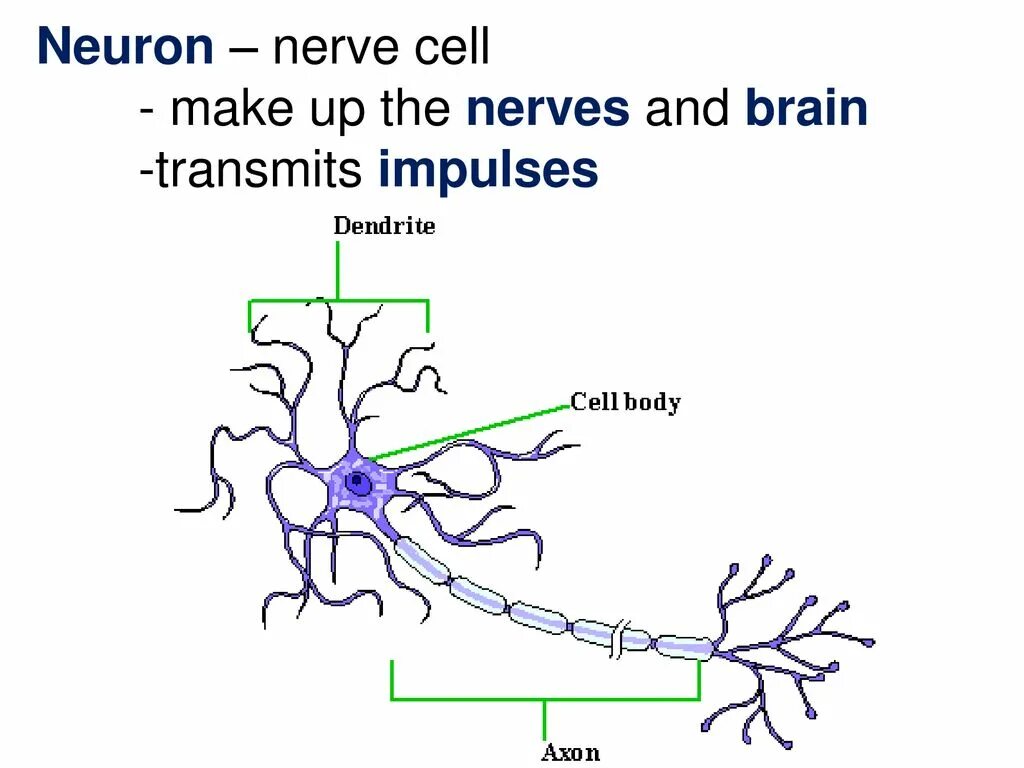 Строение нейрона рисунок. Схема строения нейрона с подписями. Схема строения нервной клетки. Зарисовать строение нейрона.