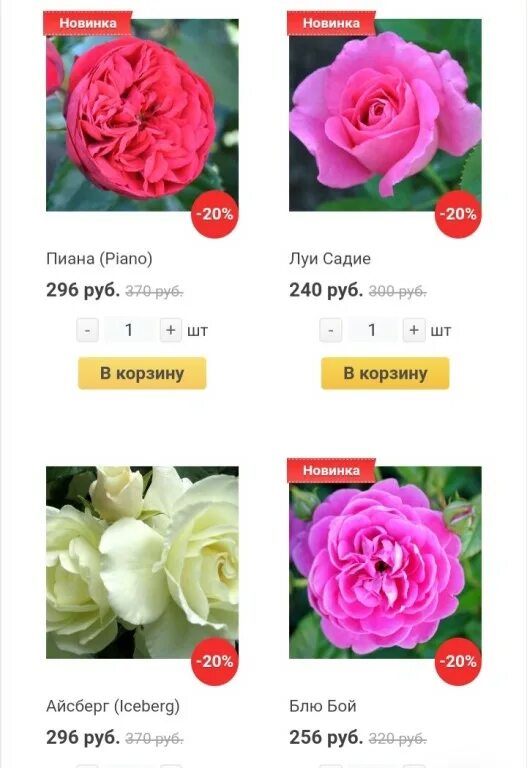 розы в пензе питомник. роза почтой интернет магазин каталог. роза парковая розарио. питомник соколовых пенза. роза ноттинг хилл.