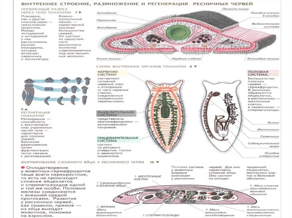 Система ресничных червей. Внутреннее строение ресничных червей. Внутреннее строение турбеллярий. Внутреннее строение ресничного червя. Строение ресничных плоских червей.