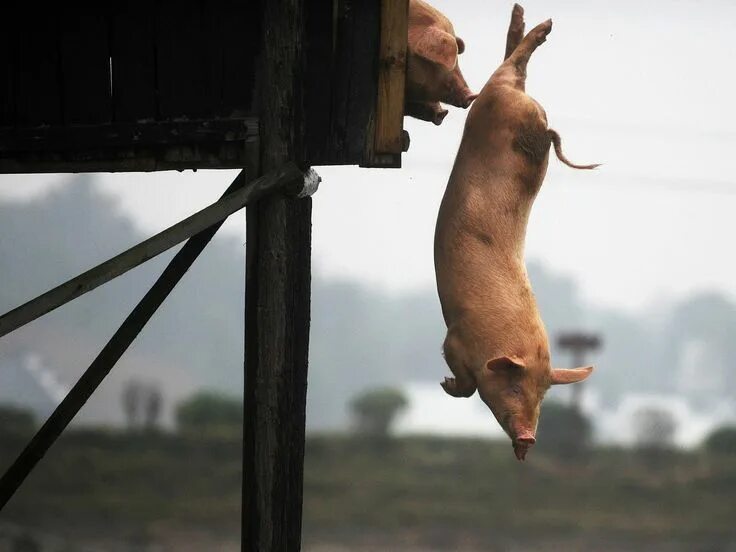Украинская свинья прыгает. Свин скачет. Свинья прыгает в огонь. Свинья кайфует