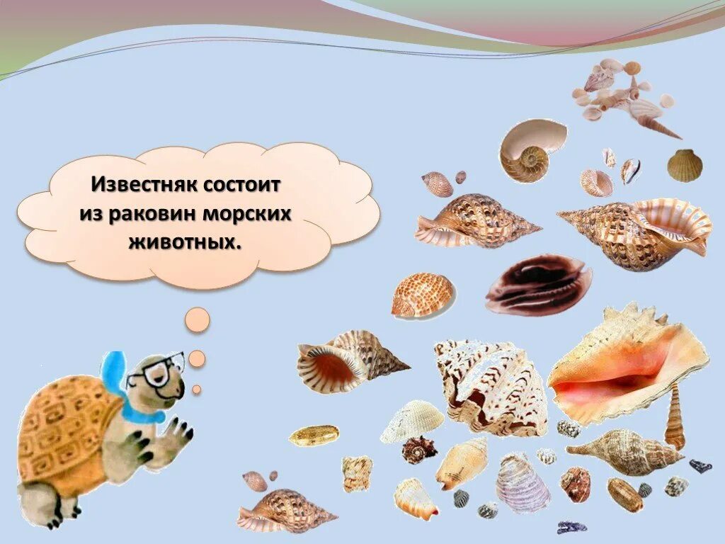 Какой камень состоит из раковин морских животных. Известняк состоит из раковин морских животных. известняк состоит из. камень состоящий из раковин морских. камень образованный из раковин морских животных.