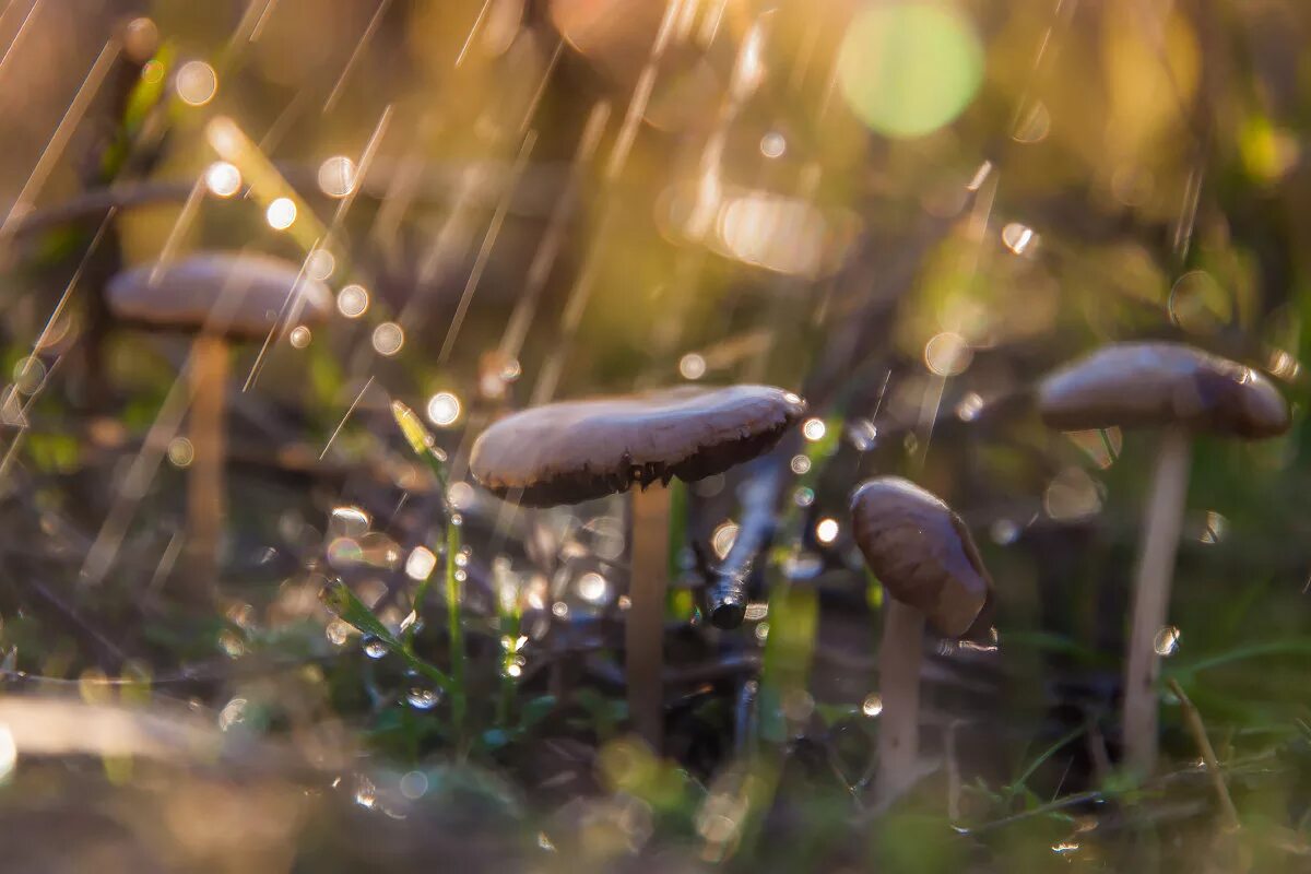 Дождя больше грибов. Грибной дождь. Грибы под дождем. Грибы после дождя. Лето дождь грибы.