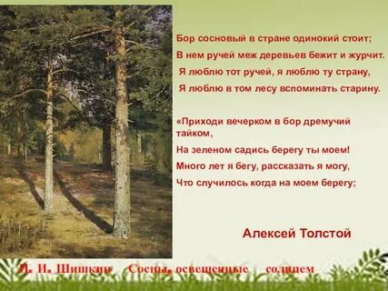 Как могуч и красив сосновый бор