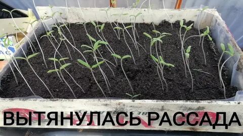 Чтоб не вытягивалась рассада помидор что делать