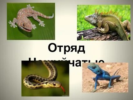 К отряду чешуйчатых пресмыкающихся относятся