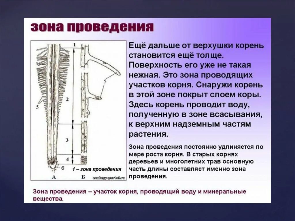 Организована корень. Строение корня. Зоны участки корня. Зона проведения корня функции. Проводящая зона корня функции.