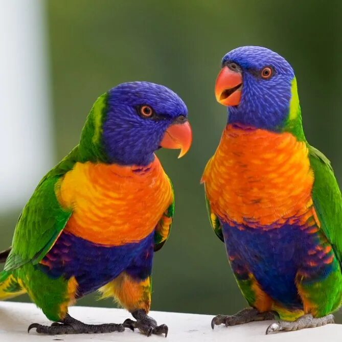 Попугаи лорикеты австралии. Мускусный лорикет попугай. Лори птица. Лори птица. Попугай породы лори.