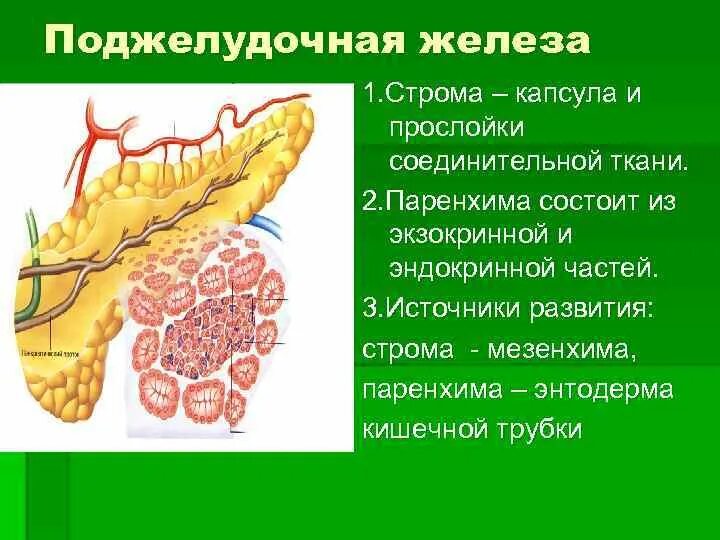 Фиброзные изменения поджелудочной железы. Соединительной ткани паренхима Строма. Капсула поджелудочной железы анатомия. Строма поджелудочной железы строение. Строение паренхимы поджелудочной железы.