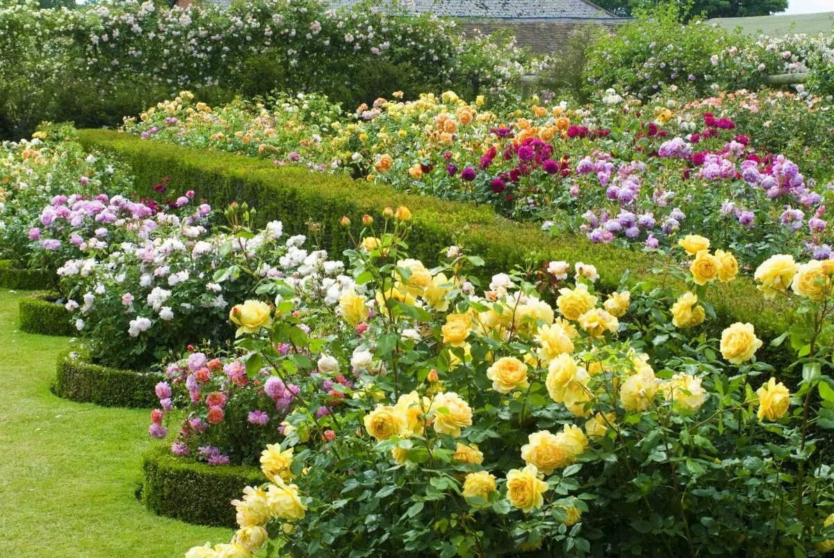 Лучшие розы для сада. Розарий Дэвида Остина. Розарий Дэвида Остина в Англии. Сад роз (розарий) Дэвида Остина. Розарий Багатель.
