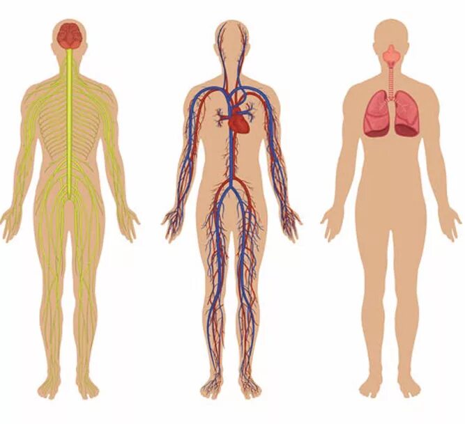Организм после 25 лет. Тело человека. Как охлаждается тело человека. Контур человека медицина. Human body.