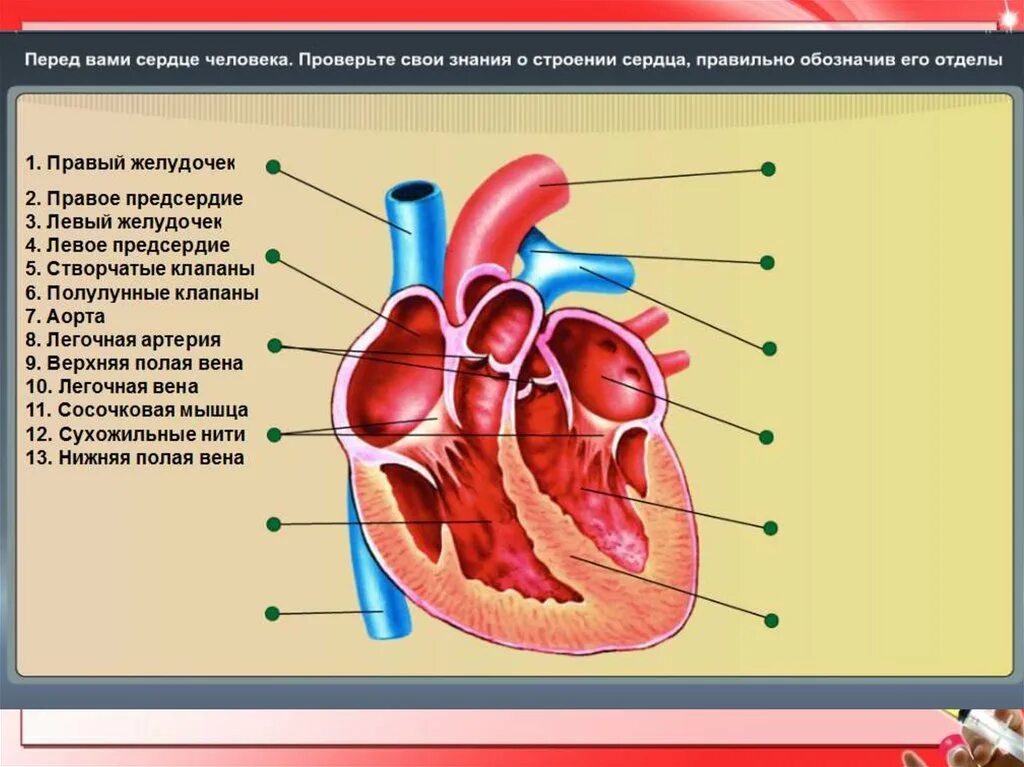 Обозначьте рисунок строение сердца. Схема сердца человека биология 8 класс. Строение сердца биология. Строение сердца учебник биологии. Строение сердца 8 класс биология из учебника.