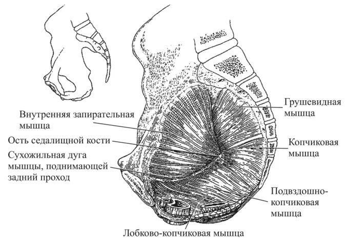 Копчиковая железа характерна для. Сухожильная дуга мышцы поднимающей задний проход. Мышца поднимающая задний проход. Копчиковая мышца промежности. Мышца поднимающая задний проход анатомия.