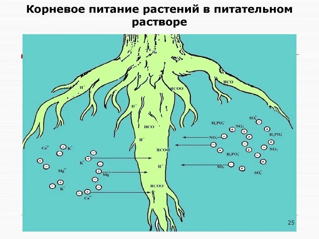 Корневое питание. Минеральное и Корневое питание растений. Физиологические основы корневого питания растений.