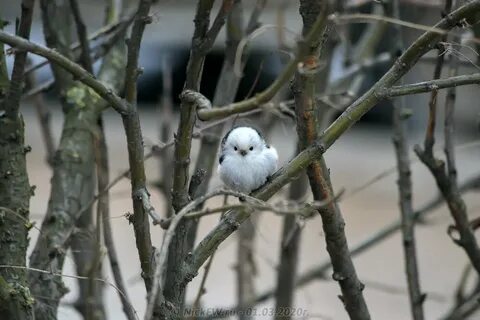 Птенцы длиннохвостой синицы фото
