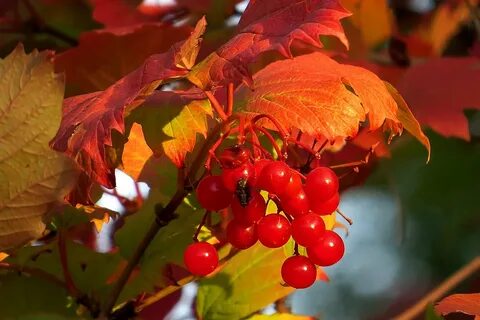 Осенний лист калины