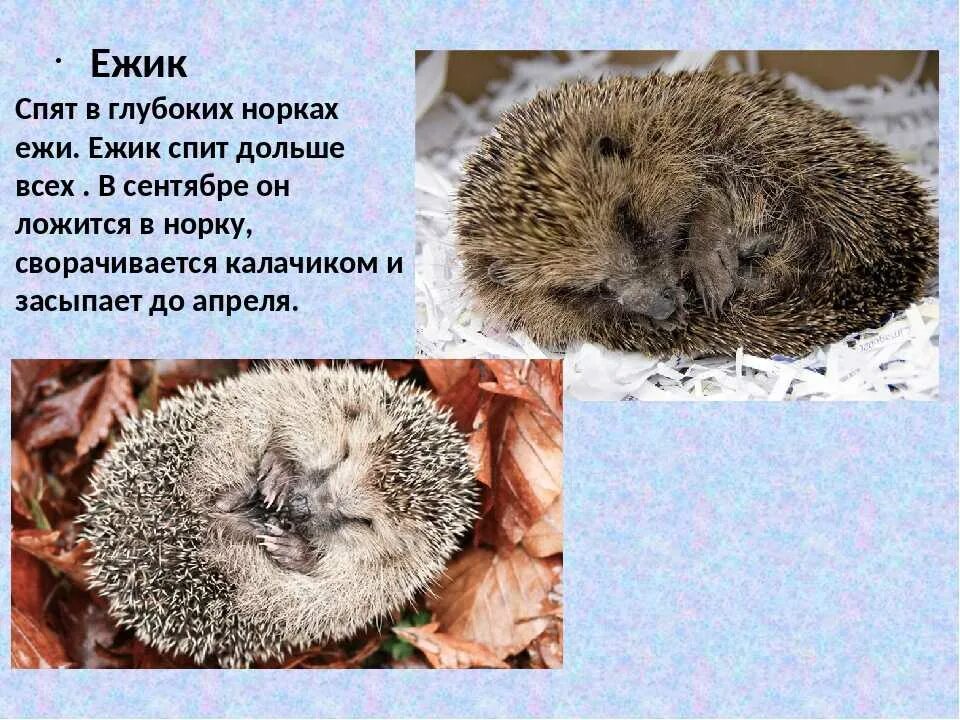 Обыкновенный еж как зимуют