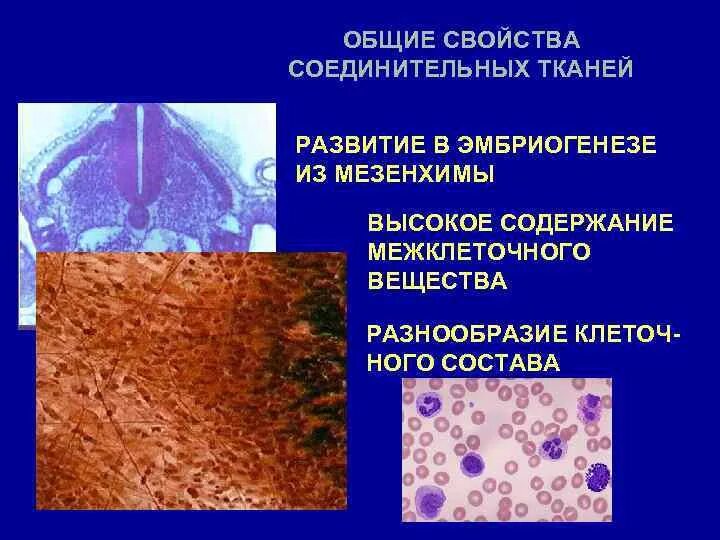 Ткань выполняет защитную структурообразующую и трофическую функции. Ретикулярная соединительная ткань. общие свойства соединительных тканей. трофическая соединительная ткань. соединительная ткань мезенхима.