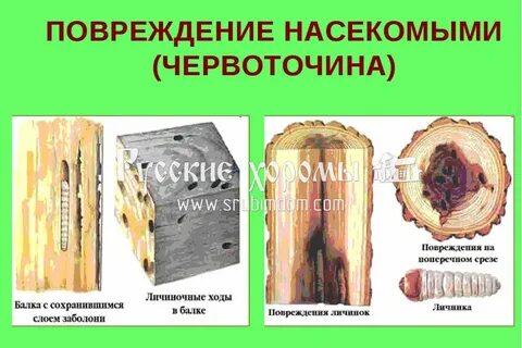 Биологические повреждения