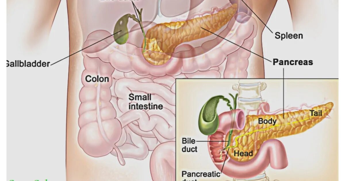 Желчный пузырь селезенка орган. Анатомия человека поджелудочная и желчный пузырь. Поджелудочная и желчный пузырь. Желудок и поджелудочная железа. Желчный пузырь и поджелудочная железа.