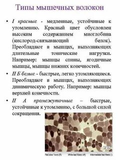 Волокна 1 типа