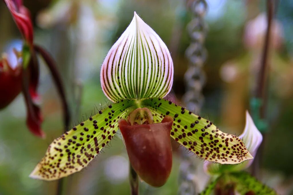 Орхидея Ротшильда Paphiopedilum. Орхидея Пафиопедилум Ротшильда. Орхидея золото Кинабалу. Орхидея Shenzhen Nongke. Золото кинабалу