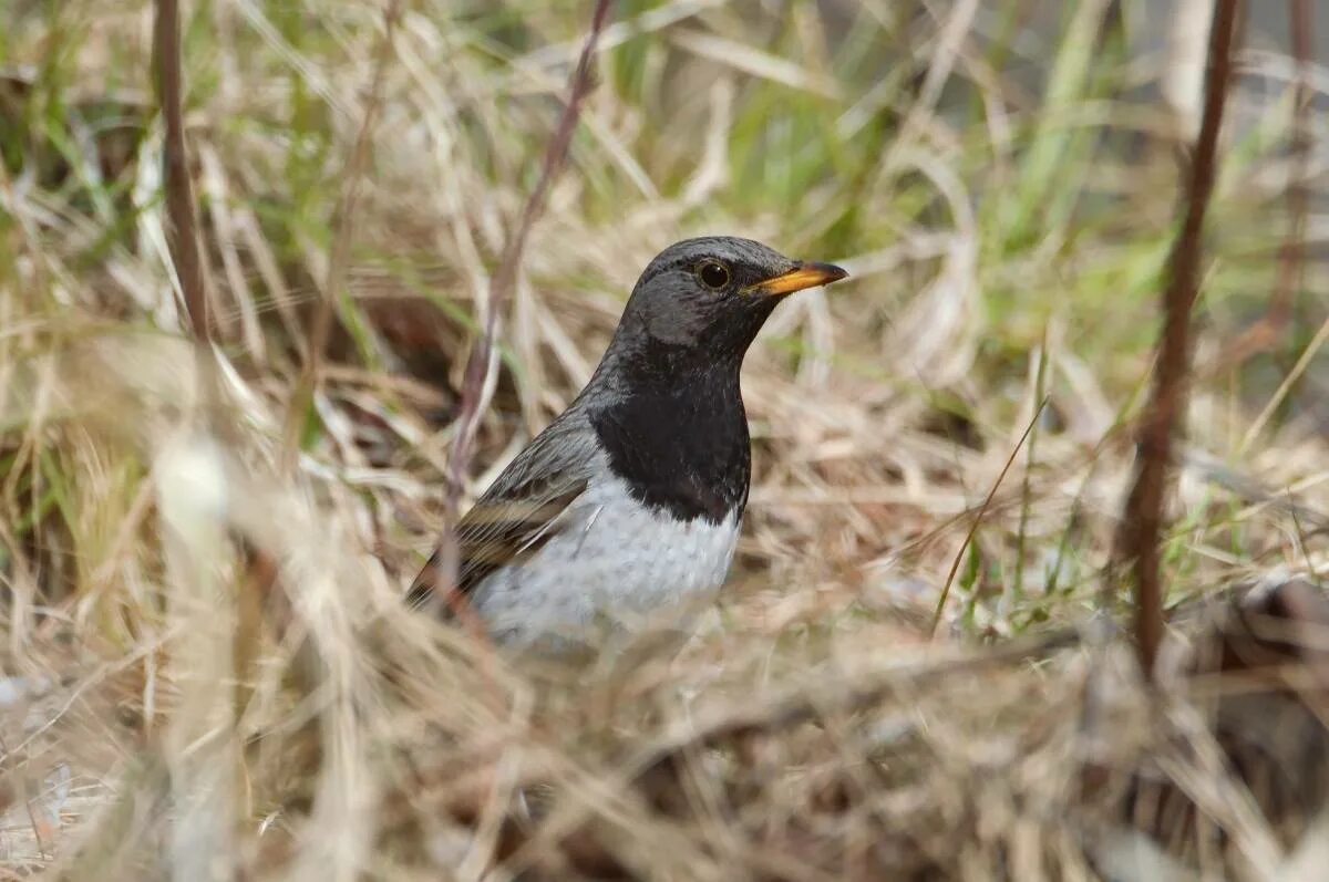 Black-throated Thrush (Turdus atrogularis). Birds of Siberia.