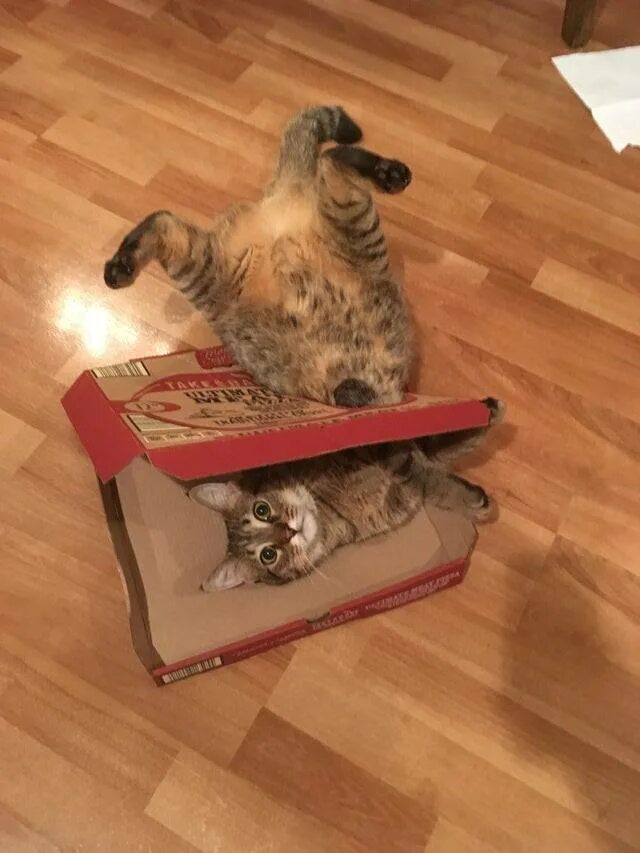 Калужский театр карло гольдони забавный случай. Нелепые ситуации. Пр забавный случай. Смешные казусы из жизни людей. Смешные случаи на дороге.