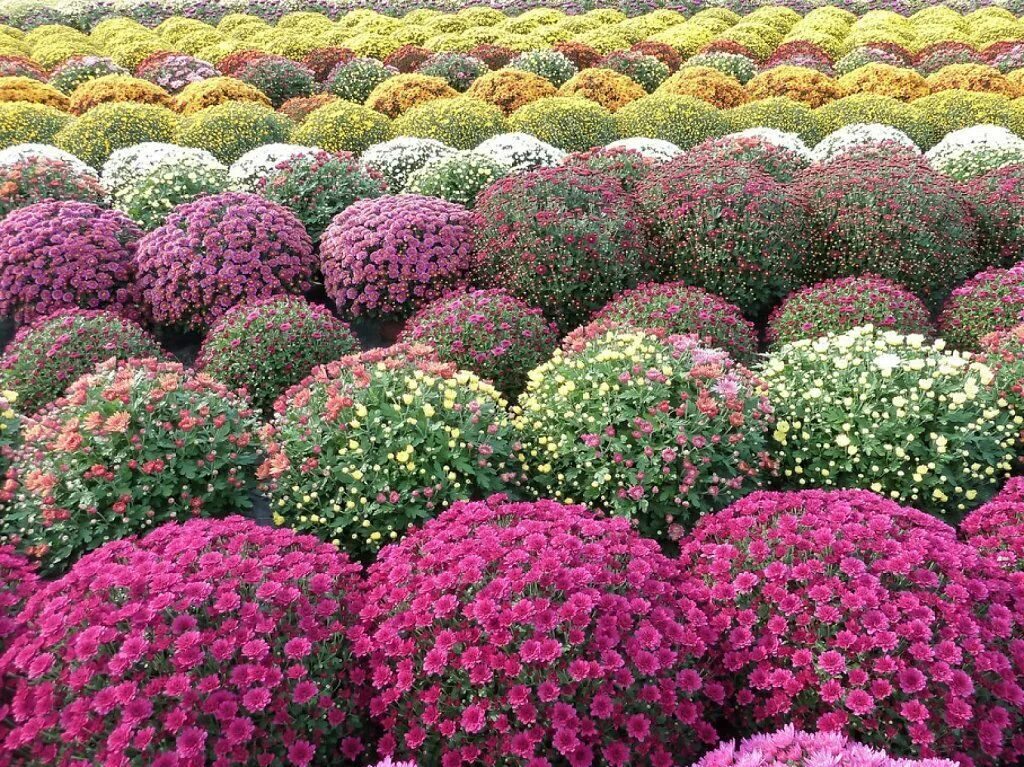 Хризантемы садовые цвета. Хризантема мультифлора шаровидная. Хризантема мультифлора шаровидная клумба. Хризантемы низкорослые шаровидные.