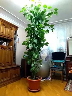 Кактус фикус орел