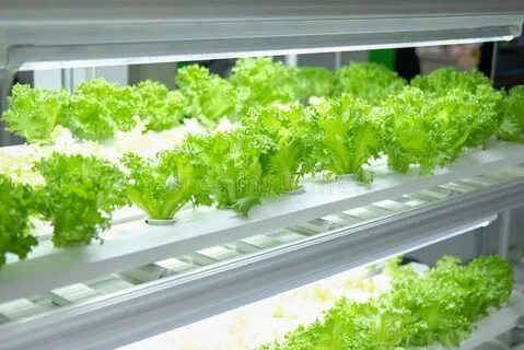 Домашняя ферма для выращивания зелени