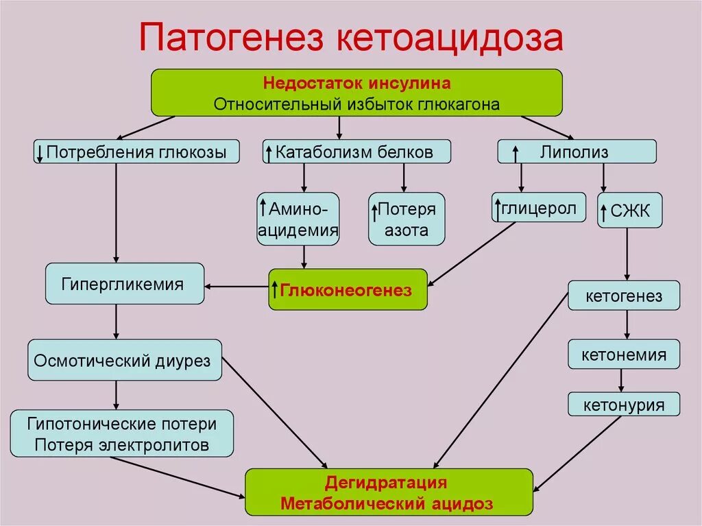 Биохимические нарушения при сахарном диабете схема. Печеночная кома неотложная помощь. Алгоритм по оказанию неотложной помощи при гипергликемической коме. Белковая кома. Механизм образования сахарного диабета 1 типа.