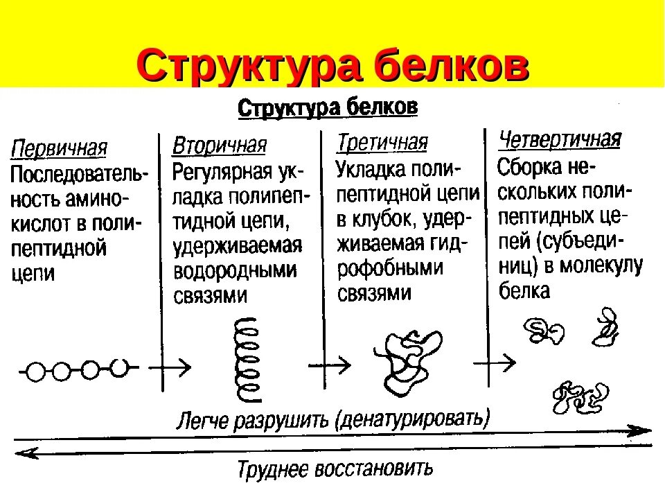 Белки образующиеся соединения. Первичная вторичная и третичная структура белков. Строение и структура белков. Первичная структура белка схема. Первичная вторичная и третичная структура белков связи.