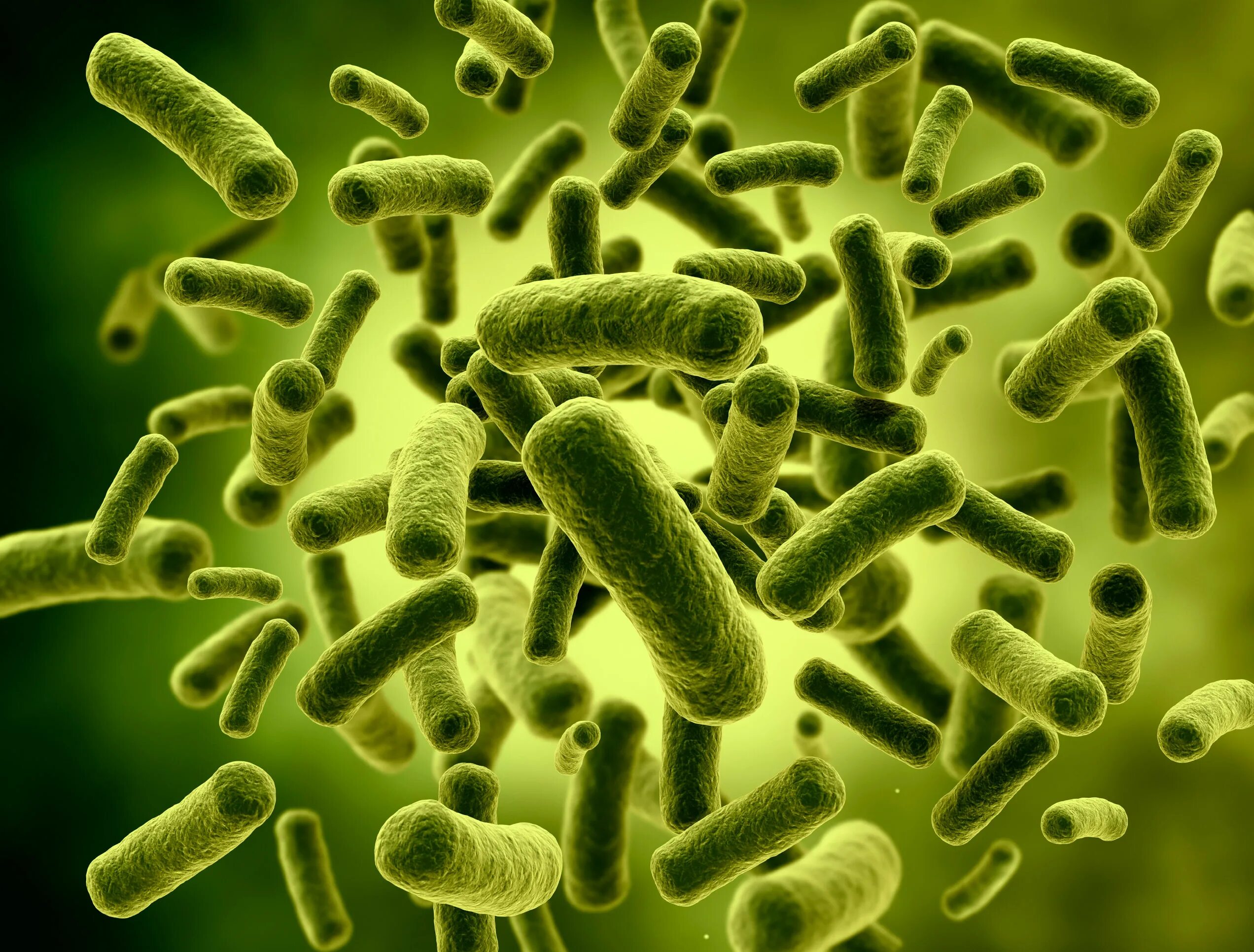 Болезнетворные бактерии животных. Бацилла субтилис. Термофильные бактерии. Анаэробные бациллы.