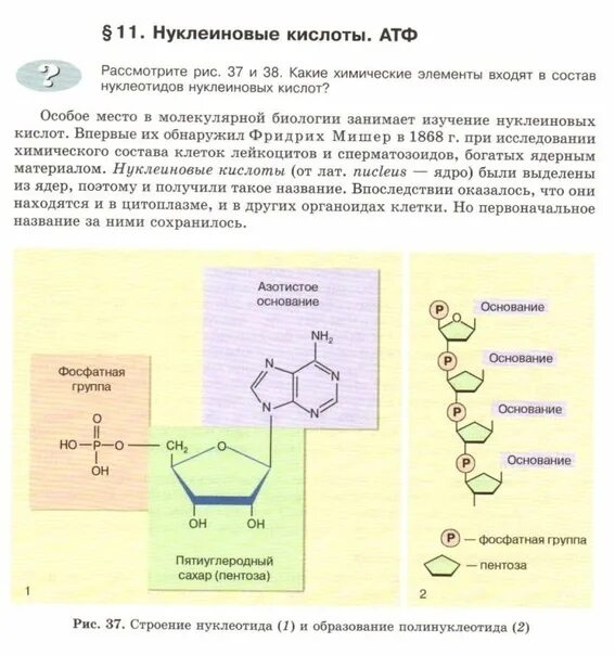 Строение нуклеиновых кислот биология ЕГЭ. Строение нуклеиновых кислот биология. Нуклеиновые кислоты 11 класс биология. Строение нуклеиновых кислот биохимия.